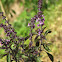 Albahaca canela. Cinnamon Basil