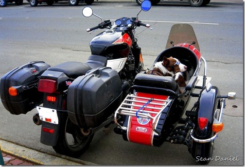 Cool Dog