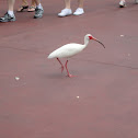 American White Ibis