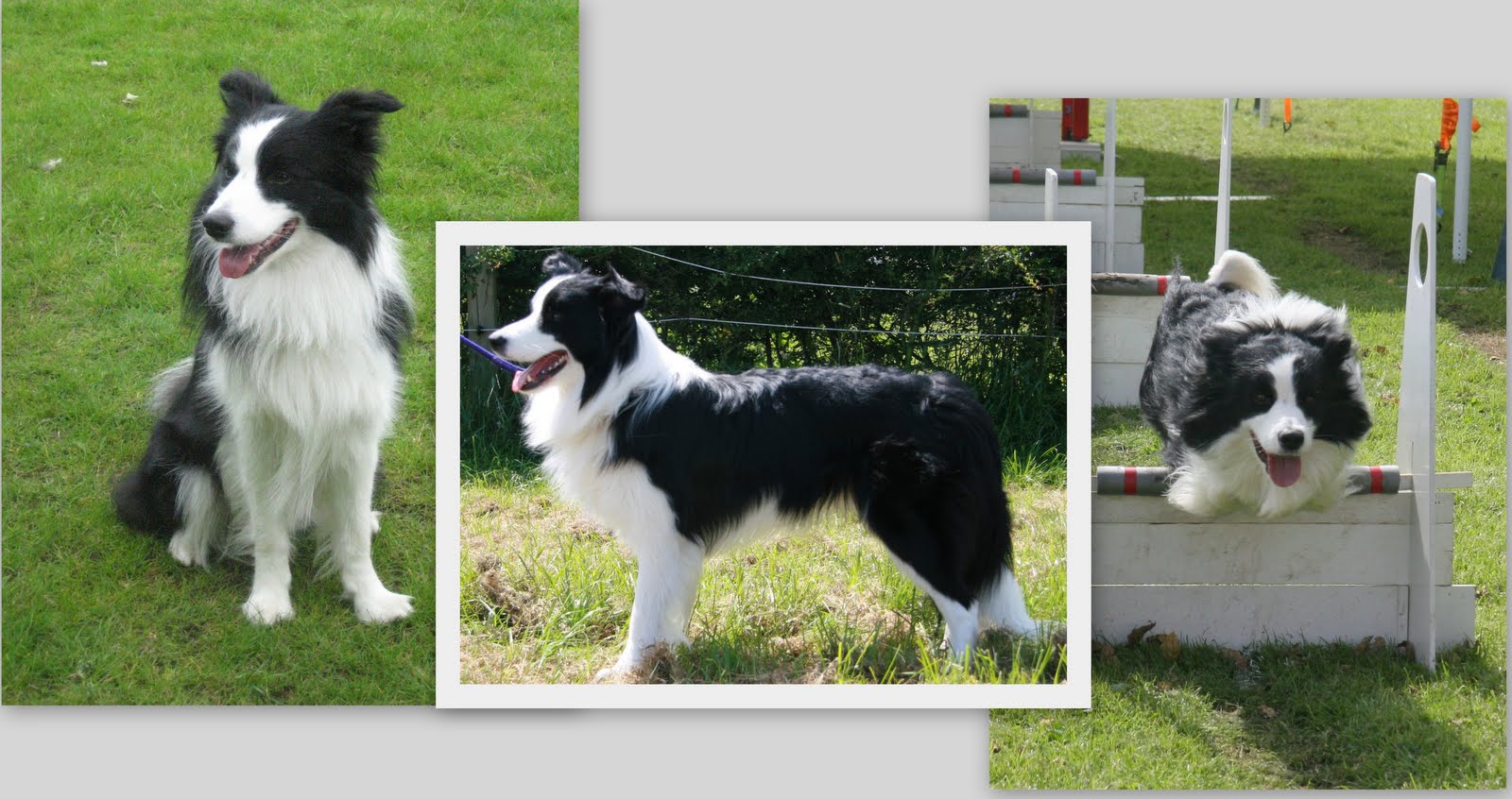 bryning border collies