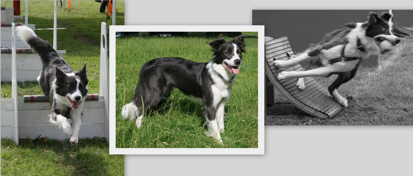 bryning border collies