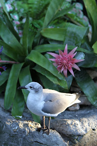  Busch Gardens