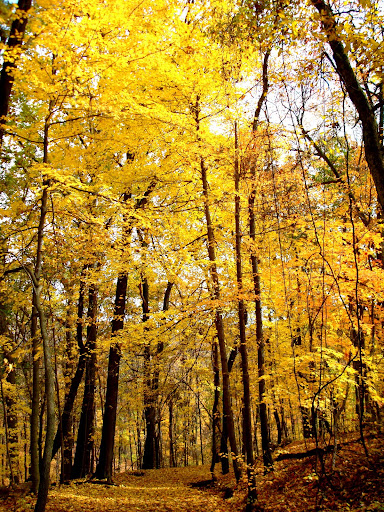 Golden Woods