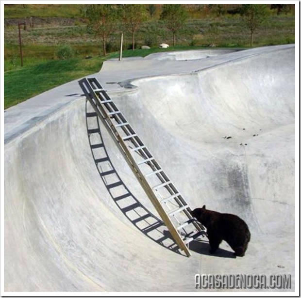 urso2