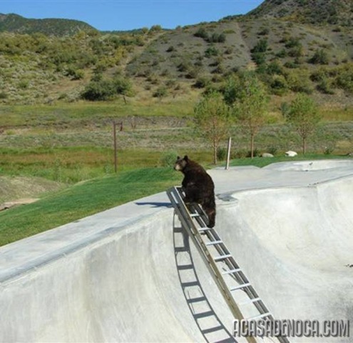 [urso4[7].jpg]