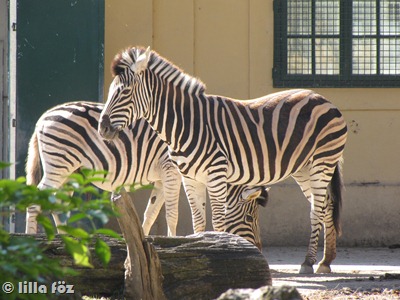 IMG_6017 IMG_6017