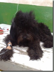 perro_atropellado_blacki (2) perro_atropellado_blacki (2)