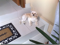 comportamiento_canino (1) comportamiento_canino (1)