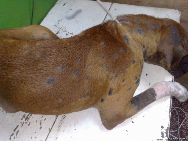 [micosisysarnaenperros34.jpg]