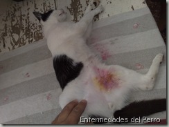 Gatos accidentados; Aumenta el transito de motos en Paraguay