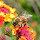 Florida's Flora & Fauna