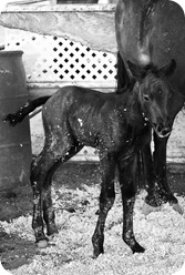 Baby Horse (75 of 125) copy