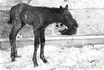 Baby Horse (66 of 125)