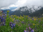 Off the glacier. Wildflowers on the Heliotrope trail.