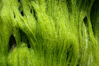 Moss.