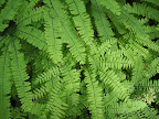Ferns (Portland, OR).