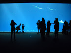 Outer Bay Exhibit at the Monterey Bay Aquarium.