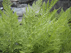 Ferns