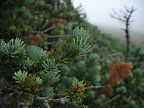 Wet and foggy on the trail back down.
