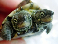 Tartaruga com duas cabeças (Foto- AP)