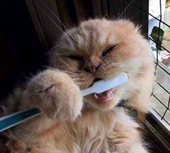 escovando os dentes gato