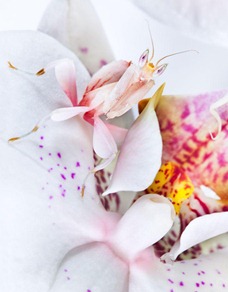 O louva-a-deus que vira orquídea. (Foto: Alex Hyde/Barcroft)