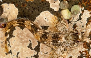 Hyde também fotografa animais aquáticos, como esse peixe que se camufla no fundo rochoso na ilha de Mull, na Escócia. (Foto: Alex Hyde / Barcroft) 