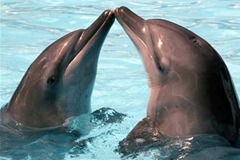 Golfinhos (Tursiops truncatus)