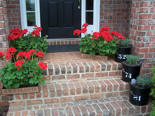 [Geraniums 2010 001[8].jpg]