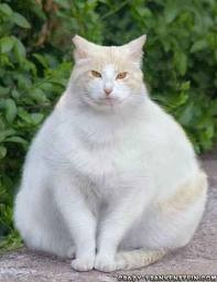 [kucing obese 2[4].jpg]