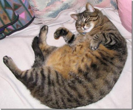 ... jiwa^_^: Jom cuci mata Kucing gemuk atau obese
<script async src=