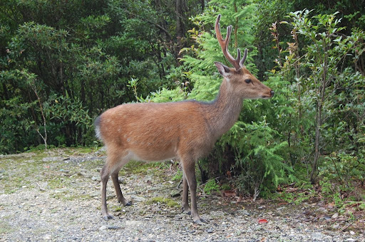 Miniature+deer+pet