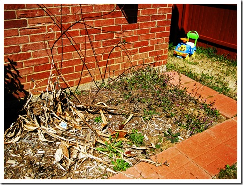 gardening 2010 001