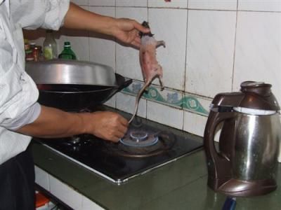 残杀老鼠 食之 残杀老鼠 食之