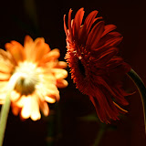 IMG_4179.jpg