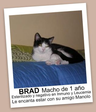 Brad cartel