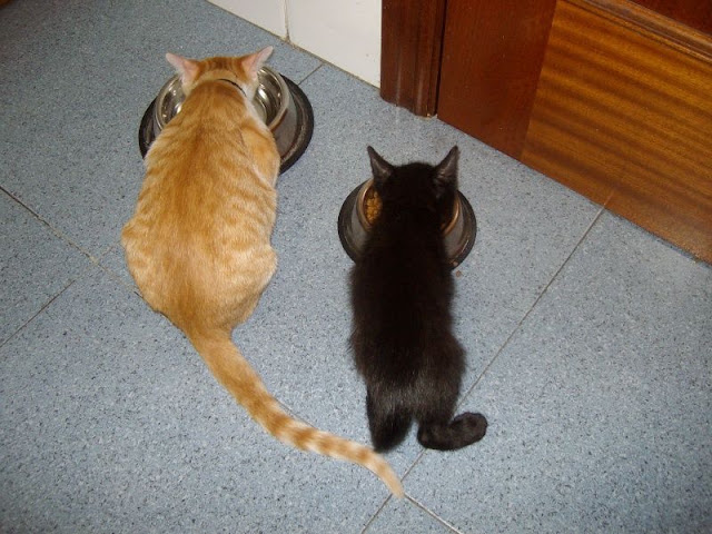 Noche adoptada