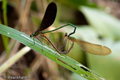 Dragonflies+mating+heart+shape
