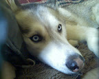 Dakota on "his" couch.