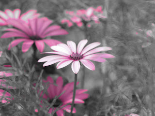 Flowers Motion - 365 photo paths