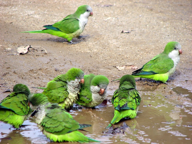 Cute Parrots' Bath - 365 photo paths