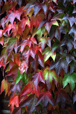 Tricolor Leaves Wall - 365 photo paths
