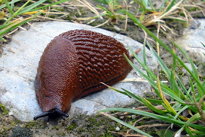 Snail Near Lech River - 365 photo paths