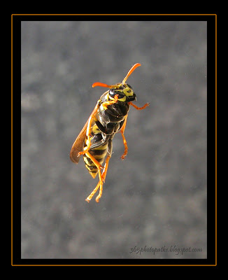 Wasp Flight - 365 photo paths