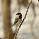 Black-capped Chickadee