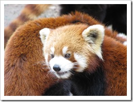 1971 China - Chengdu - Panda Breeding Center