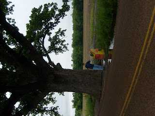 The Love Tree is a giant oak tree located just outside Columbia.