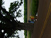The Love Tree is a giant oak tree located just outside Columbia.