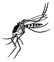 [Mosquito[5].jpg]