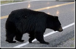 Black bear on road Black bear on road